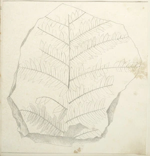 [Buchanan, John], 1819-1898 :[Fossil plant. ca 1860s-1870s]