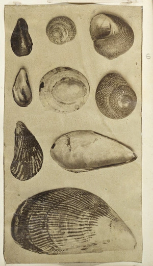 [Photographer unknown] :[Shells. ca 1860s-1890s]