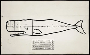 McLintock, Alexander Hare, 1903-1968 :Diagram of share of crew in whale [1939?]