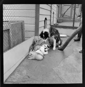Husky with pups at Wellington Zoo
