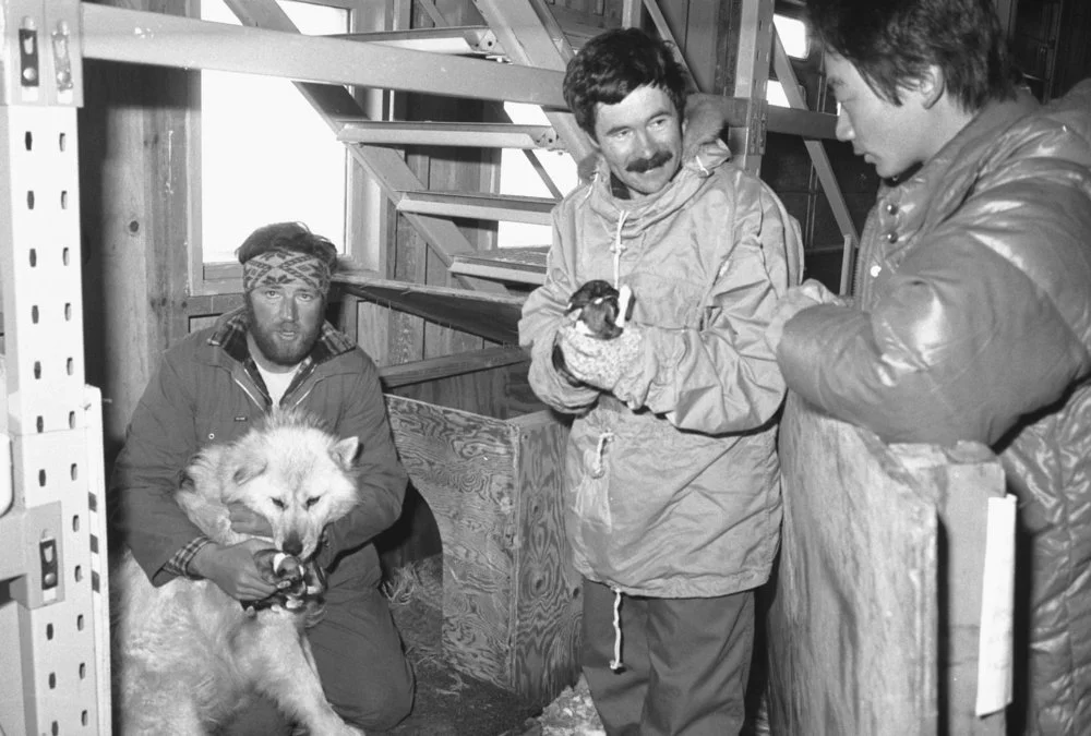 Husky puppies and their mother - Husky puppies and their mother