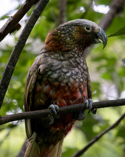 North Island Kākā - 