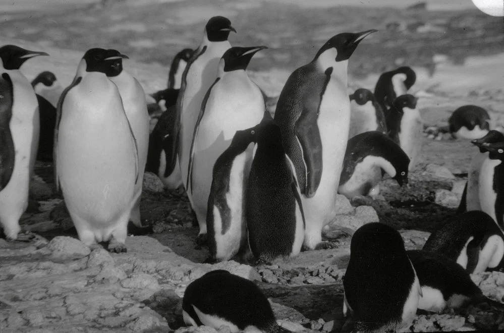 Adelie Penguins Attacking Emperors at Cape Royds Colony