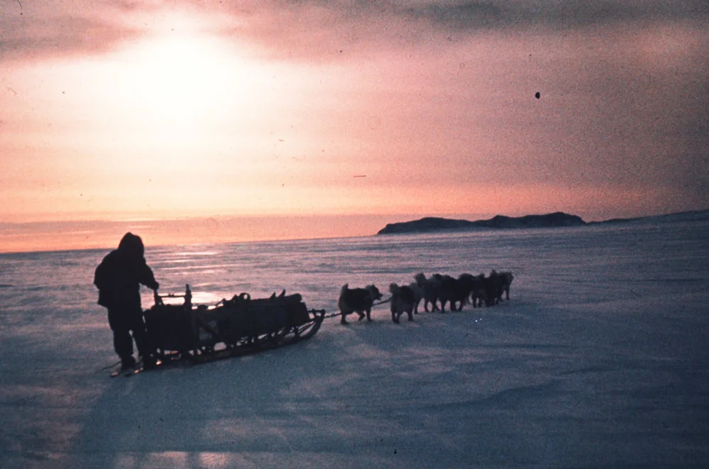 Spring sledging training for dogs