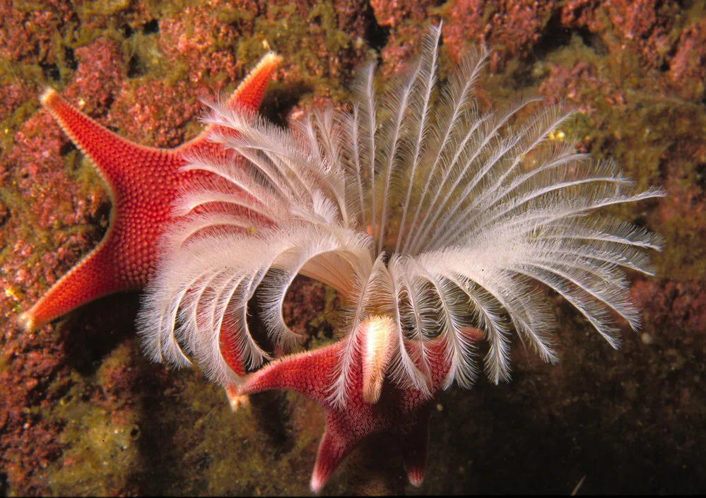 The sabellid polychaete (feather duster worm) Potamilla Antarctica and the sea star Odontasta Validus at Cape Evans