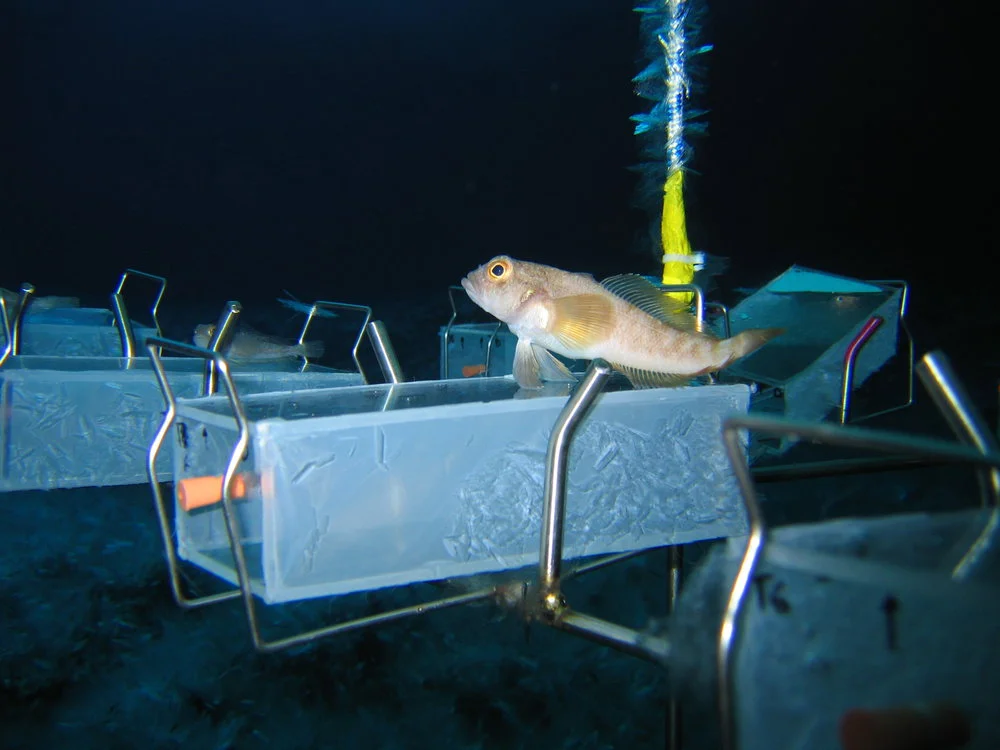 Close-up of experimental racks to test for effects of UV-R on Antarctic larvae
