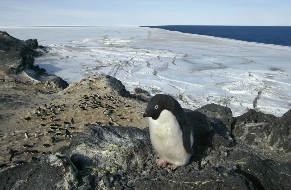 An Adelie penguin on a rocky outcrop above the penguin colony, and beyond to cracked sea ice and the open sea
