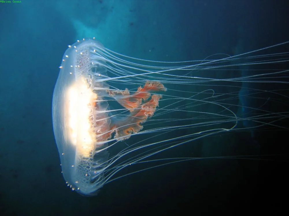 Large jellyfish (Diplulmaris antarctica) at Cape Armitage.