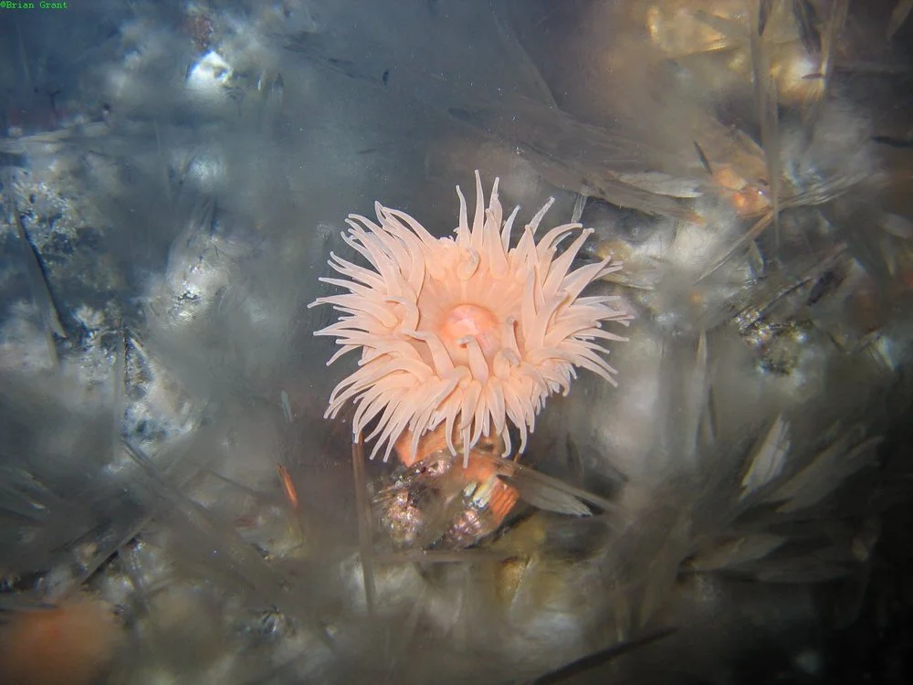 Sea anemone on the sea floor of Cape Armitage