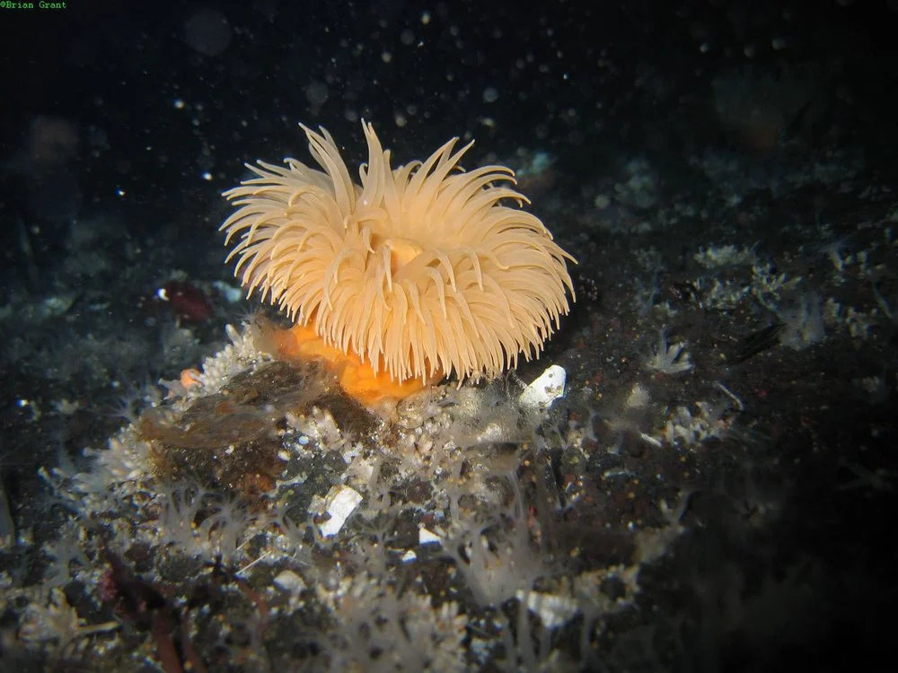 The sea anemone (Isotealia antarctica) at Cape Armitage