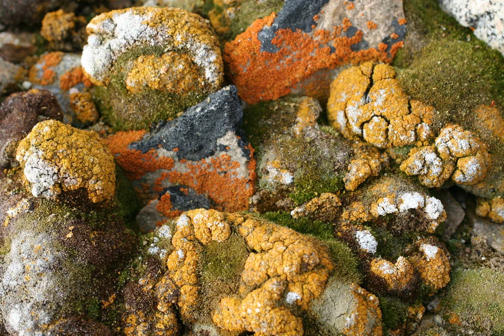 Lichen and moss species found at Battleship Promotory (Granite Harbour area)