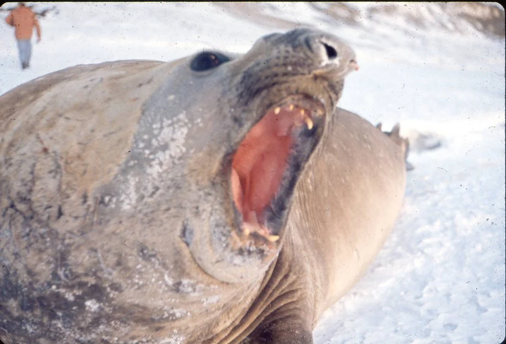 Bull Elephant seal challenging