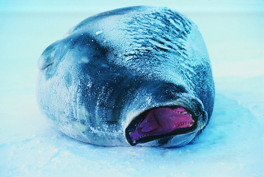 Weddell seal with open mouth