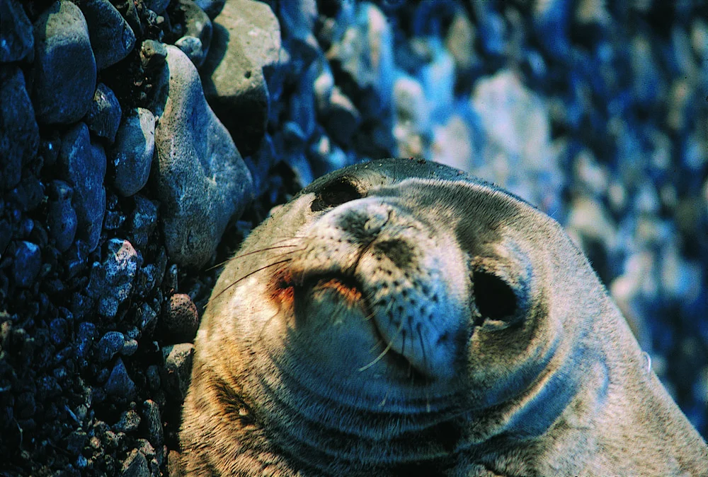 Face of Weddell seal, Franklin Is.