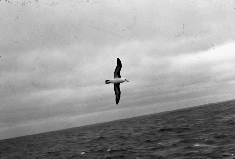Seagull