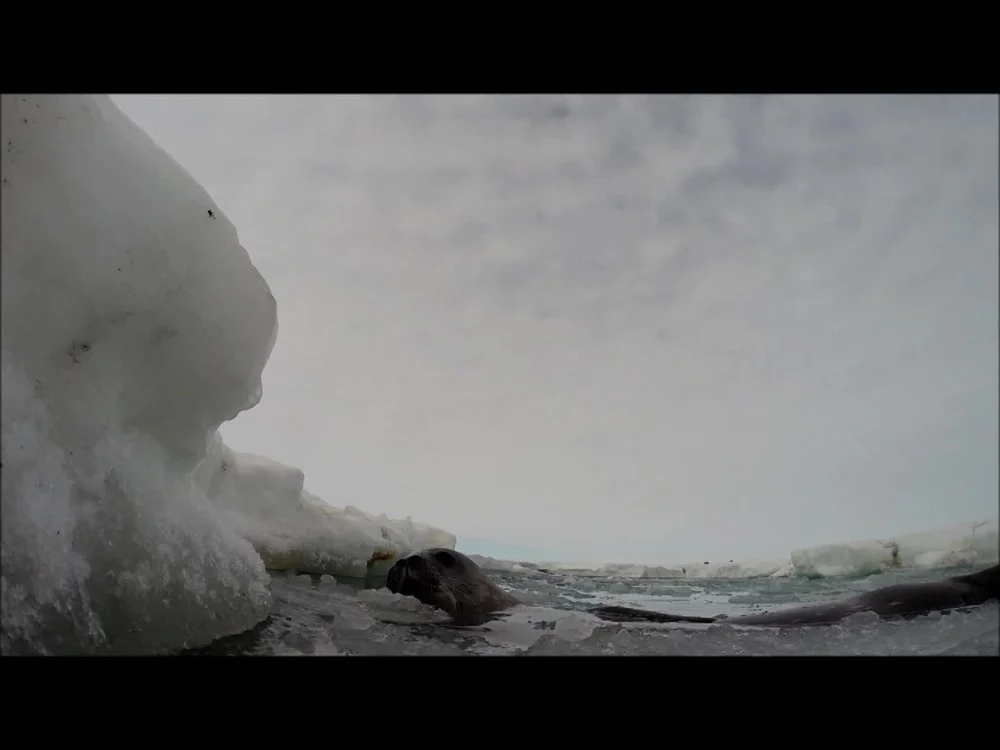 Curious seal investigates underwater camera