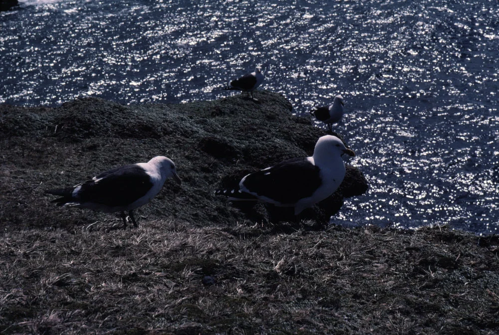 Dominican Gulls