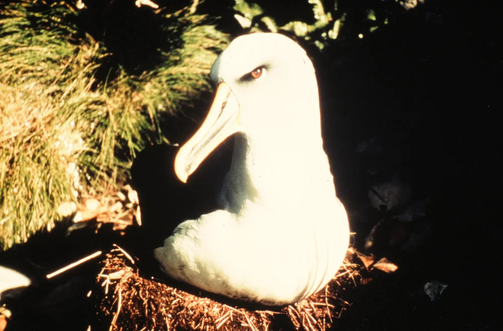 Albatross on nest