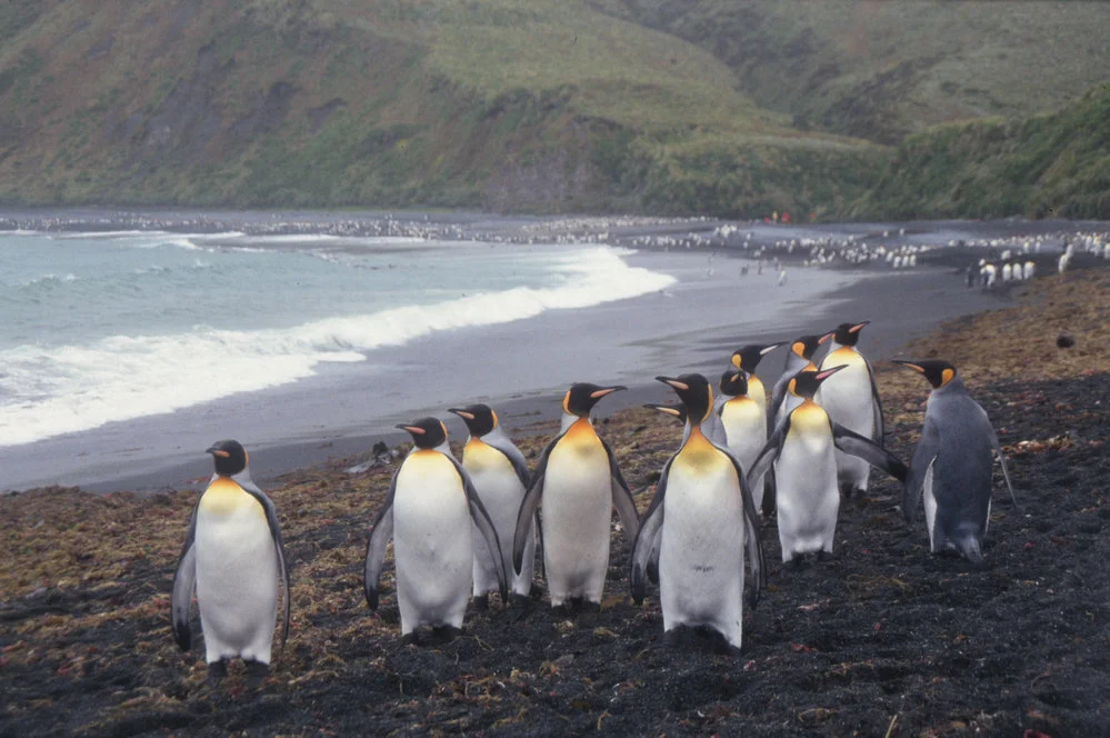 King Penguins, Macquarie Island