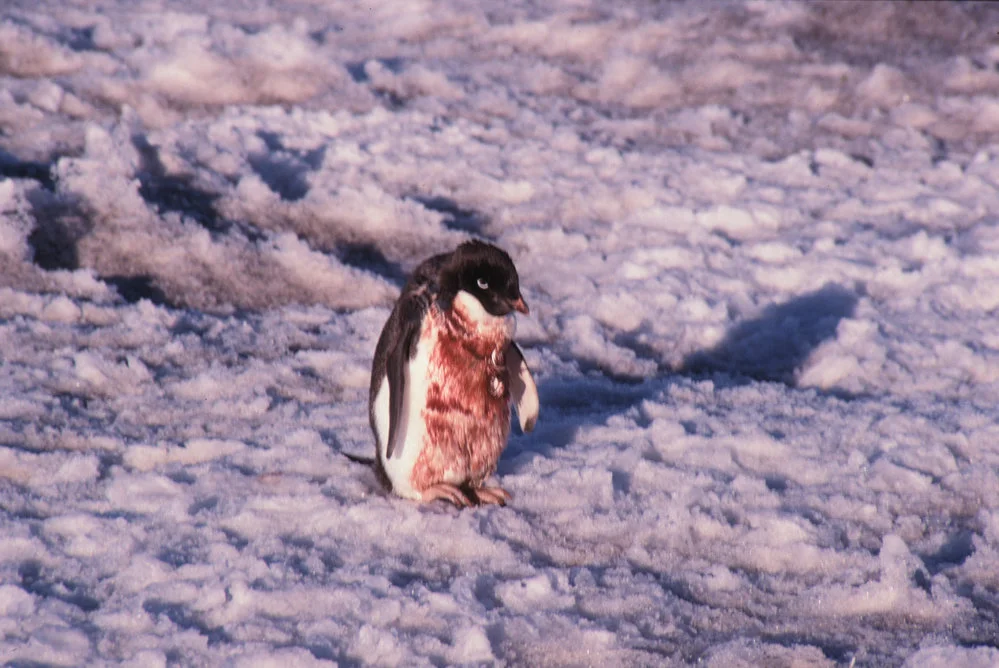 Adelie penguin wounded by leopard seal