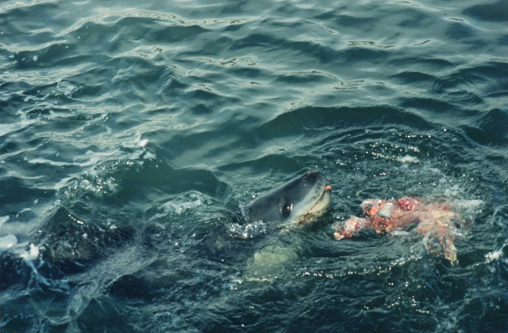 Leopard seal eating an Adelie Penguin