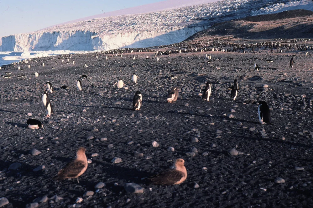 Penguin colong watched by skuas