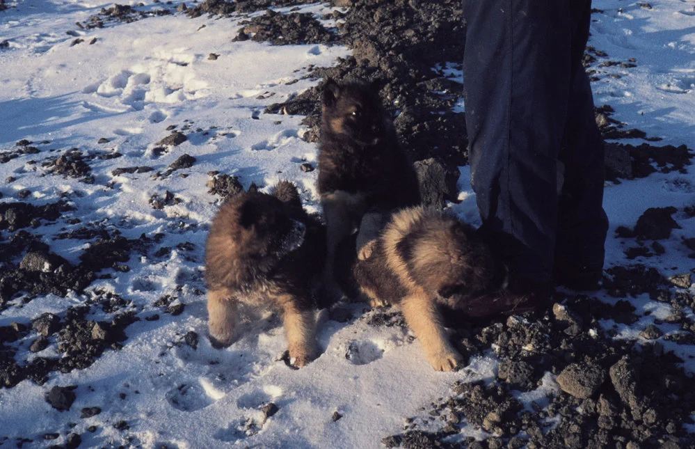 Husky Puppies