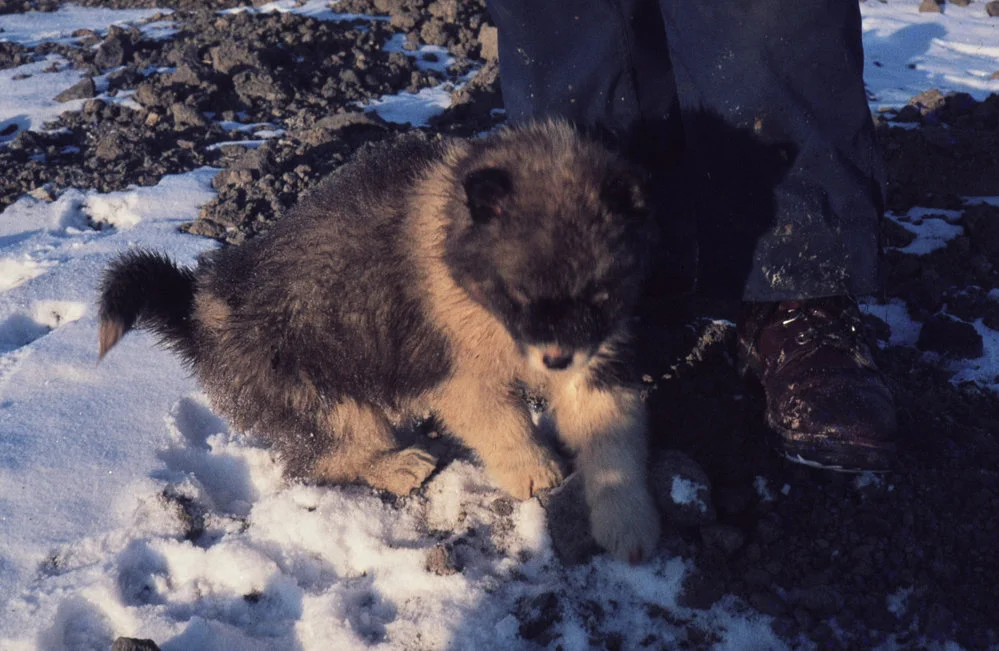 Husky puppy