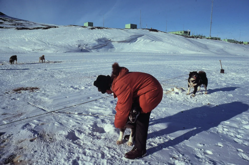 Scott Base Vet checks over Huskies