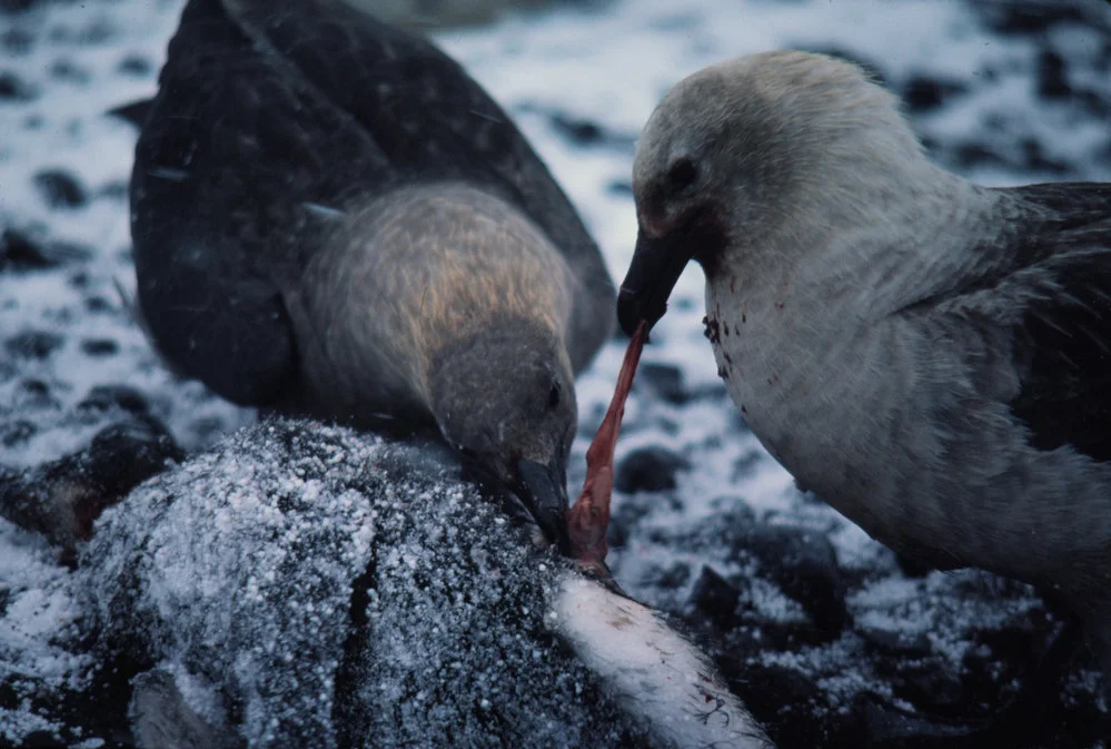 Skuas Eating a Penguin Chick