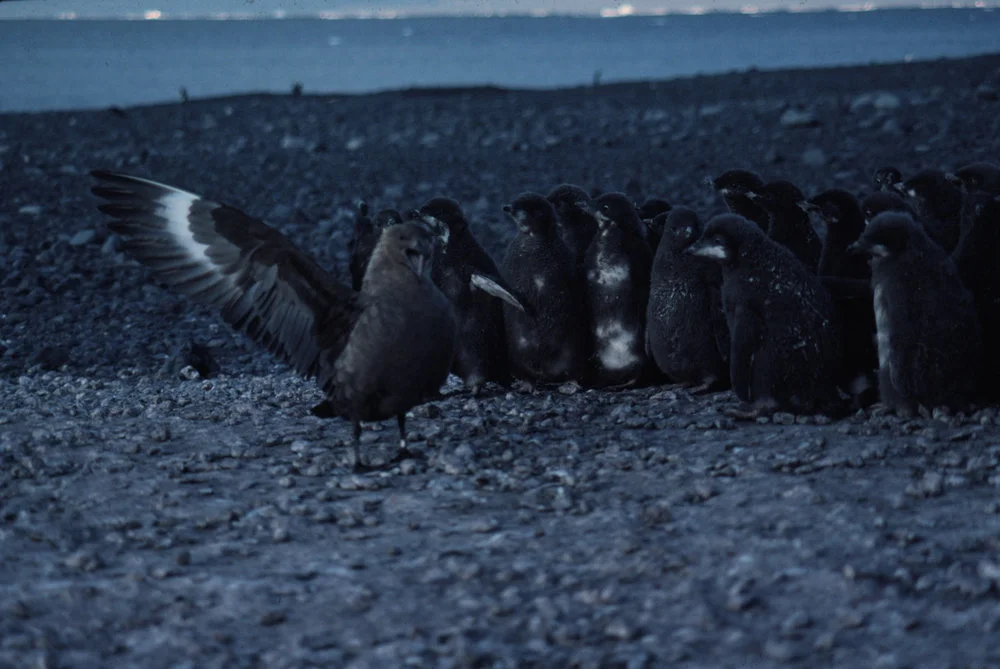 Skua Intimidating Penguin Chicks