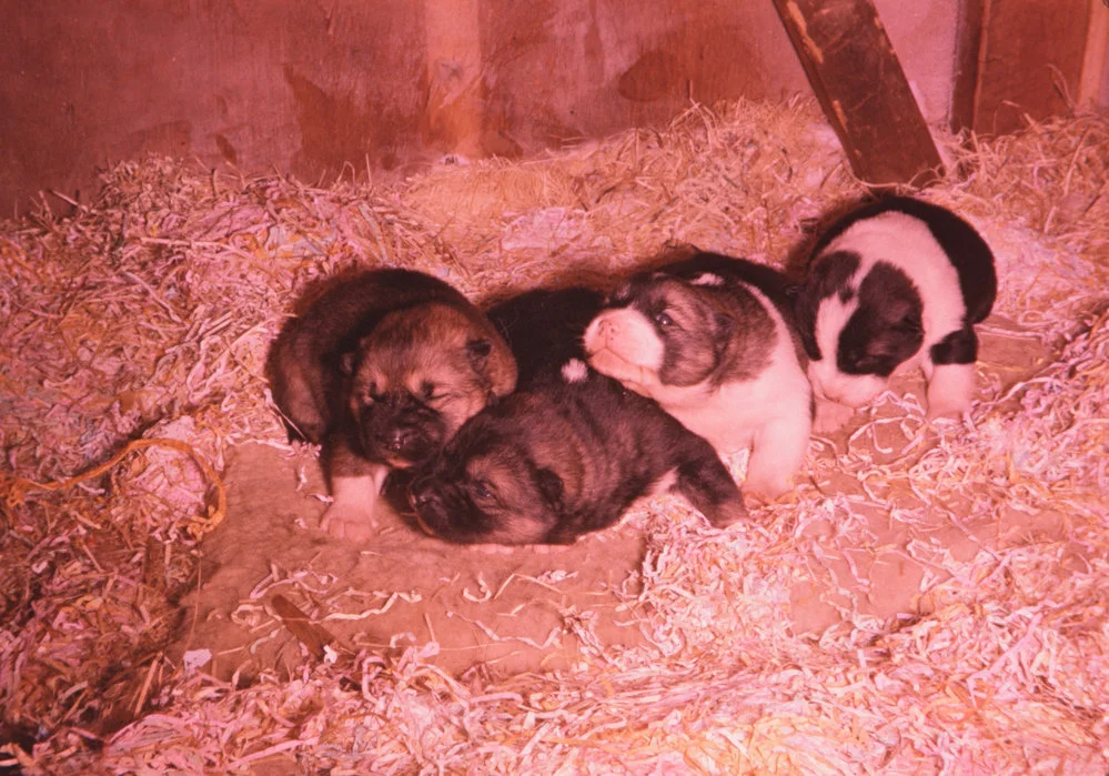 Litter of Husky Puppies