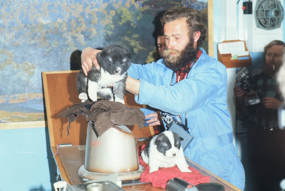 Weighing Husky Puppies