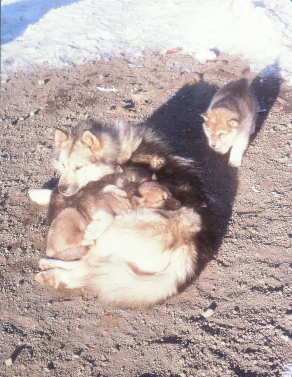 Betty and Pups