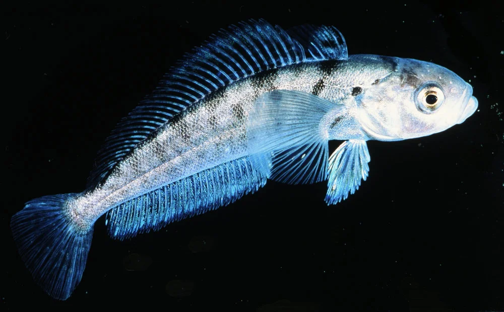 Pagothenia borchgrevinki
