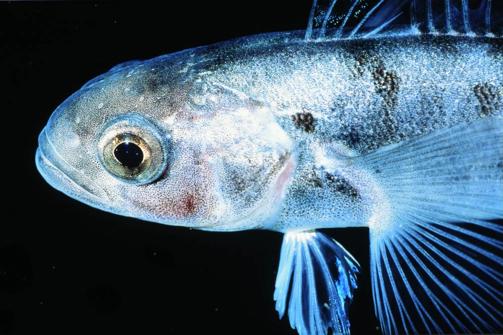 Pagothenia borchgrevinki