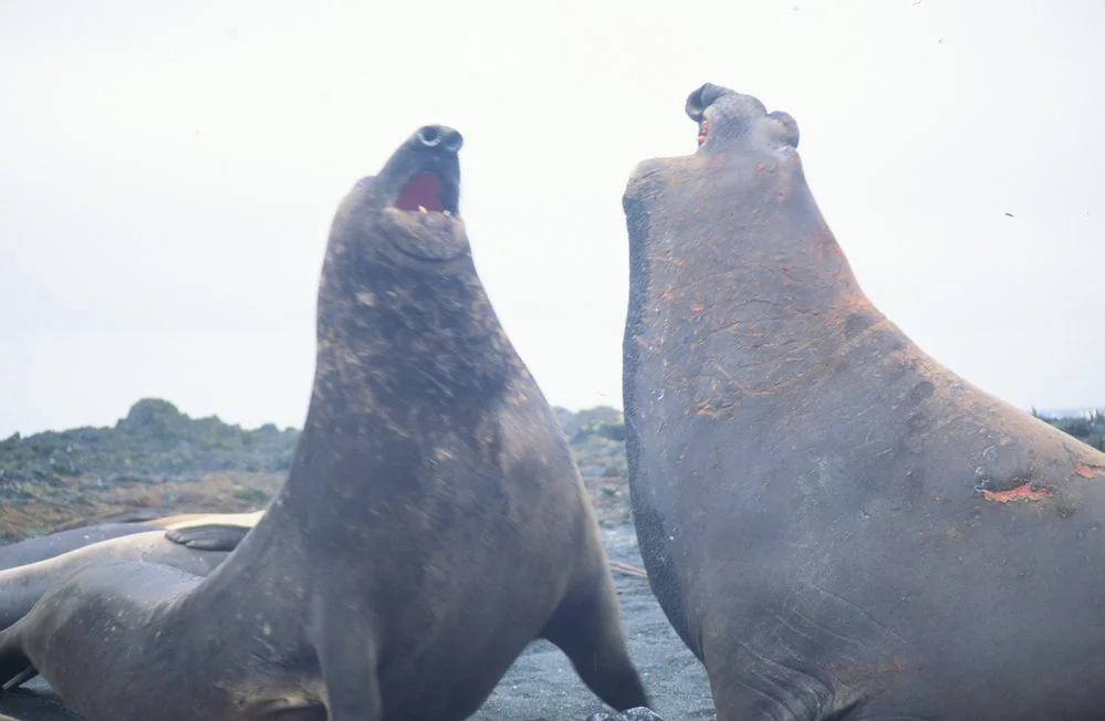 Elephant Seals