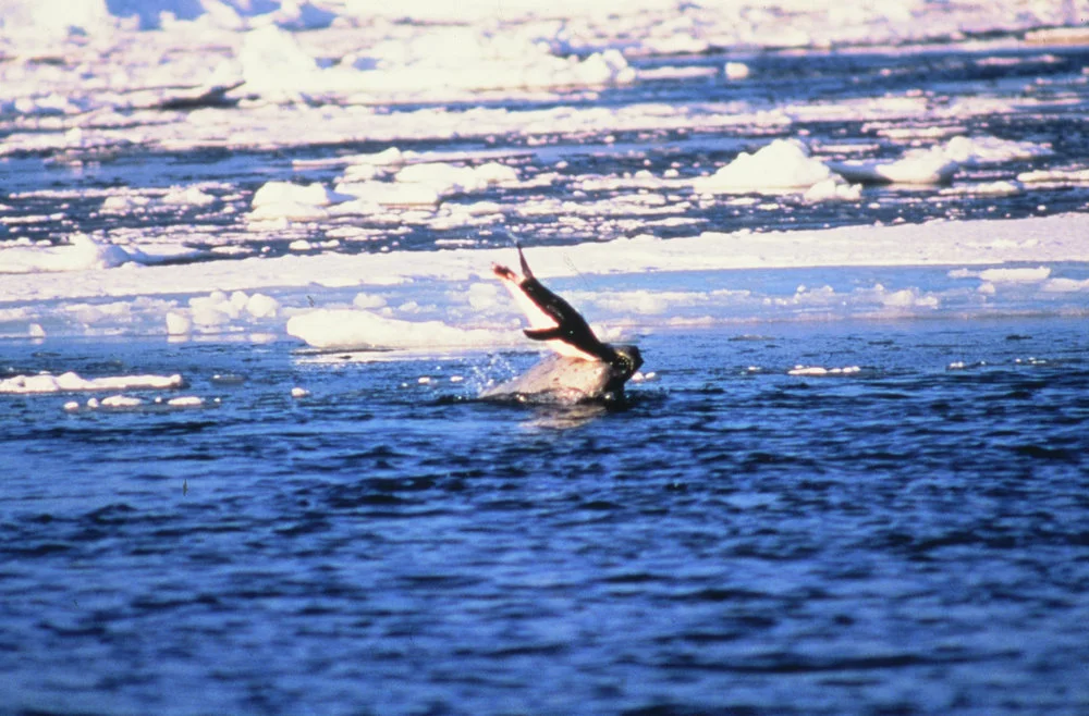 Leopard Seal with Adelie Penguin