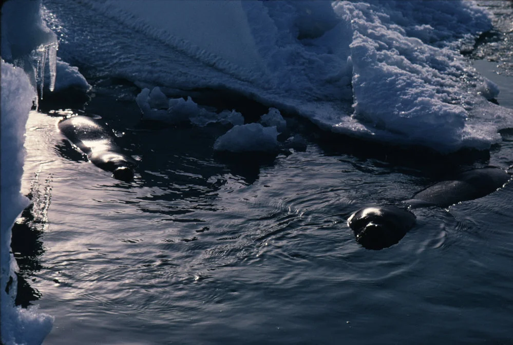 Weddell Seals Swimming Among Sea Ice