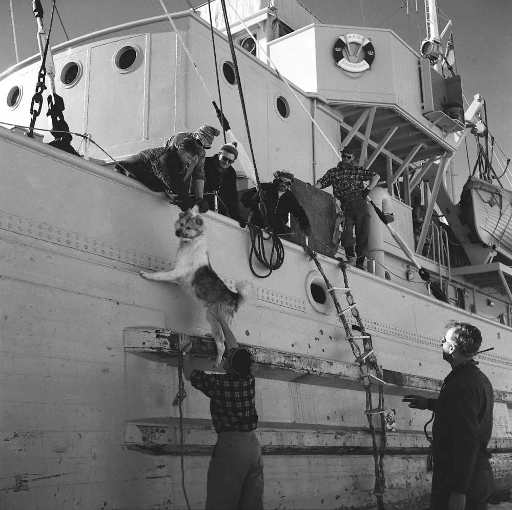 Unloading the dogs from HMNZS 'Endeavour' preparatory to a reconnaissance of Butter Point area