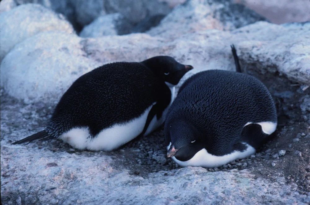 Adelie Pengiuns nesting - mum and dad