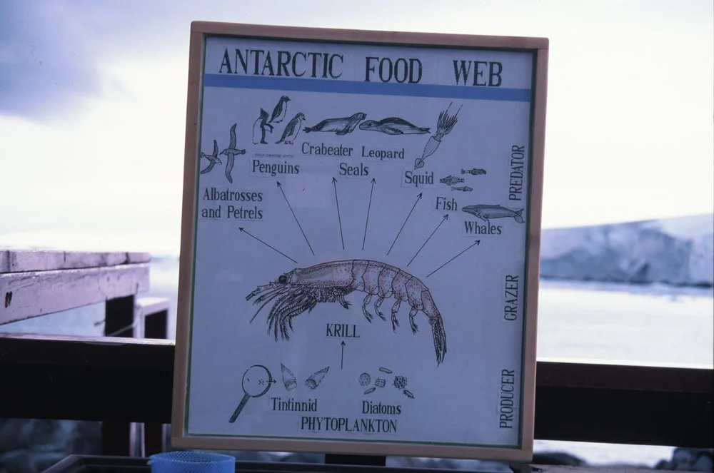 Antarctic Food Web