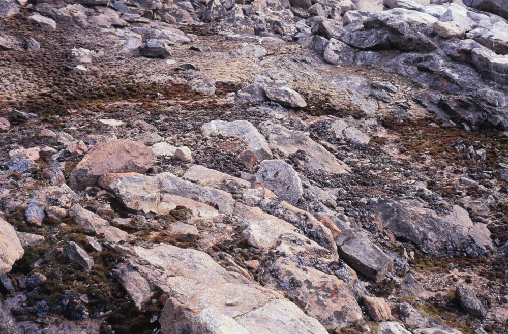 Moss beds with lichen on rocks on elevated beach terrace, Botany Bay