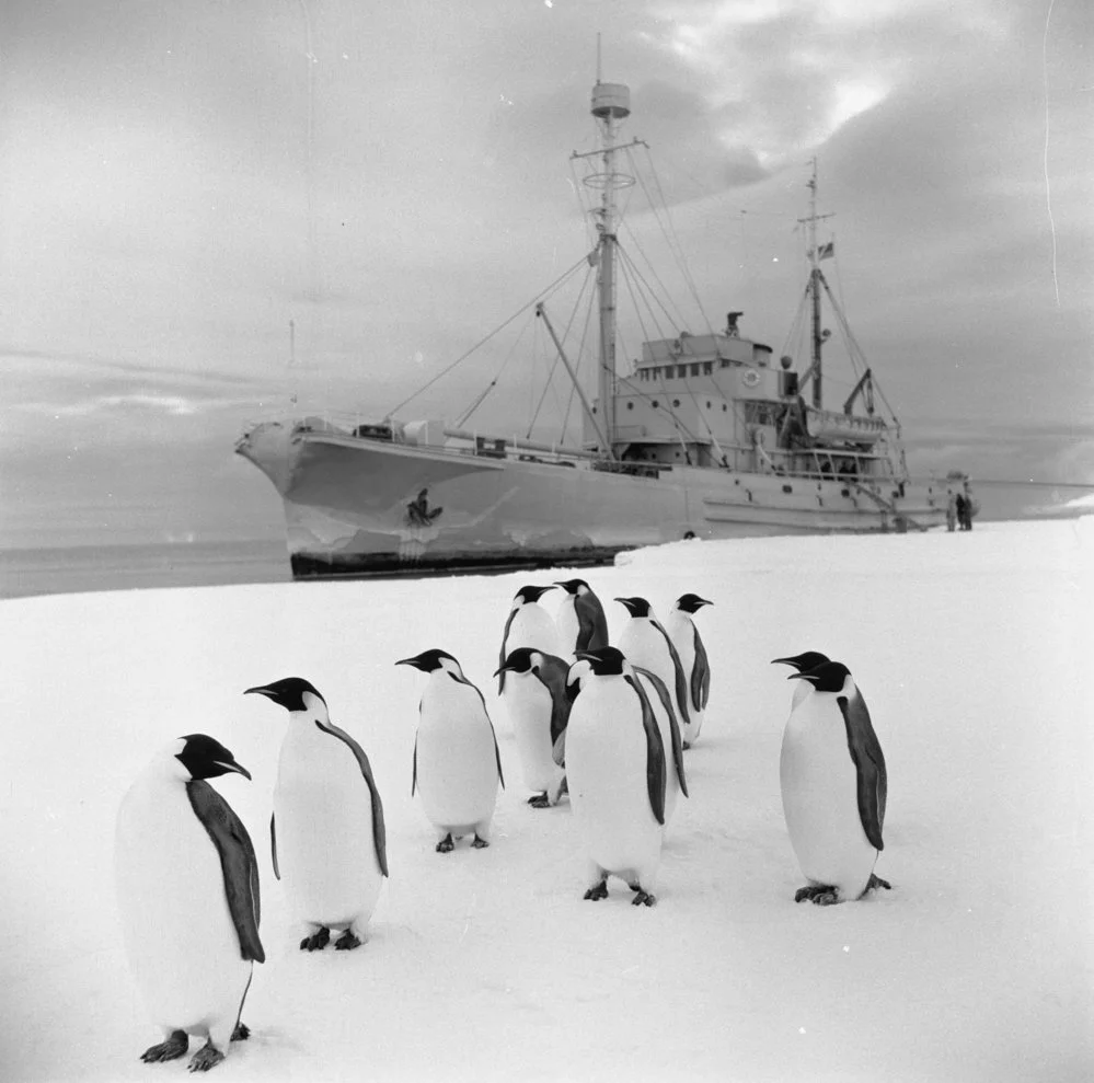 Emperor penguins and HMNZS 'Endeavour'