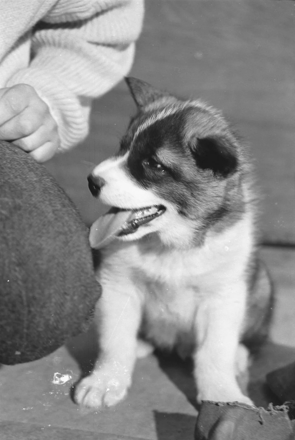 Husky Puppy
