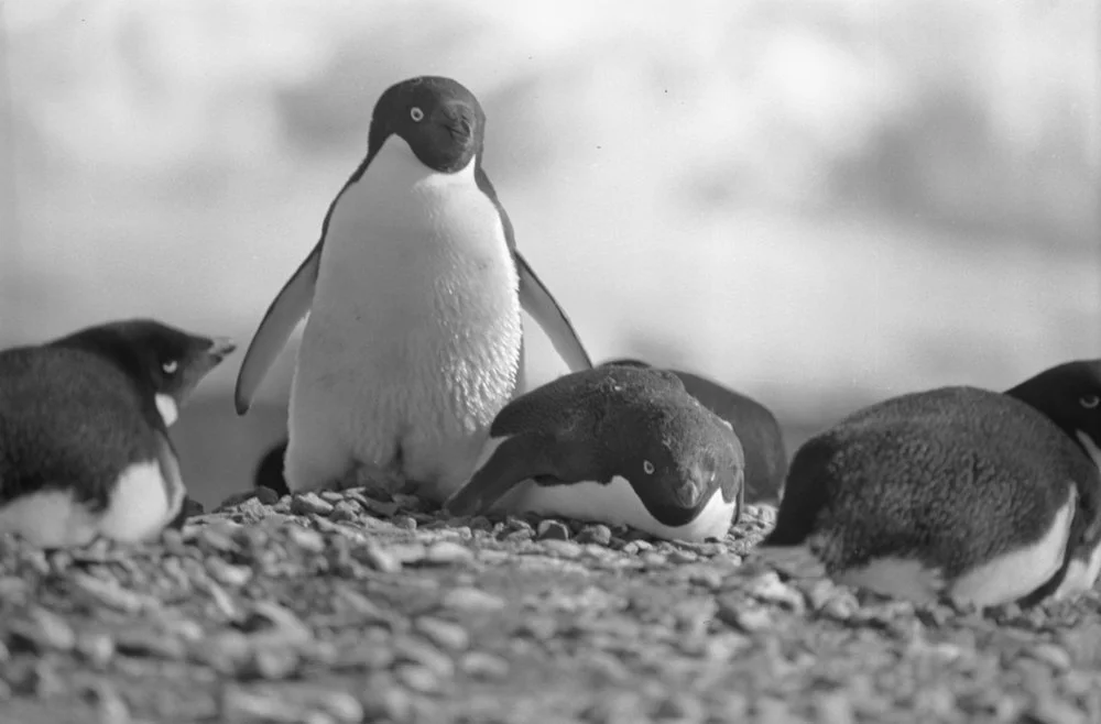 Nesting Adelies