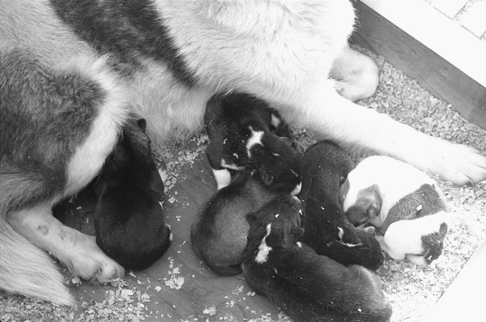 Newborn Husky Pups