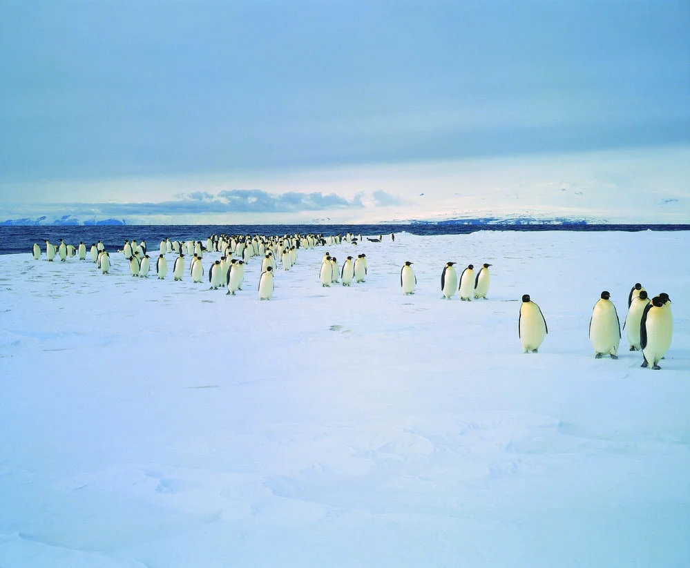 Emperor Penguins on sea ice McMurdo Sound
