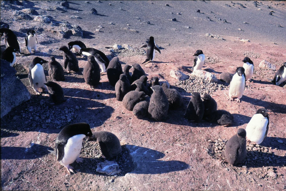 Adelie Penguin Creche at Cape Royds