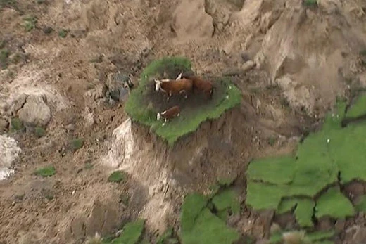 Stranded cows rescued from quake island near Kaikoura